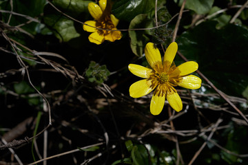 two yellow flowers