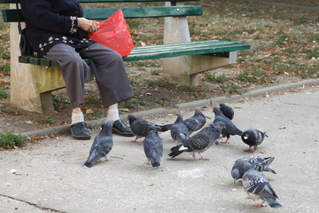 Elderly woman feeding birds, mostly feral pigeons in park