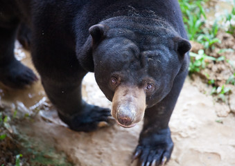 Close up portrait of Sun bear, Helarctos malayanus, the smallest bear in the world, the sun bear native to the rainforests of South east Asia, a very talented tree climber.Borneo. Malaysia.