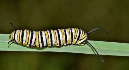 A colorful banded Monarch caterpillar (Danaus plexippus) makes its way along a blade of thick grass in Houston, TX.