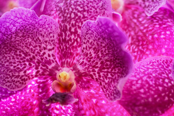 Close up of beautiful flower orchid in garden