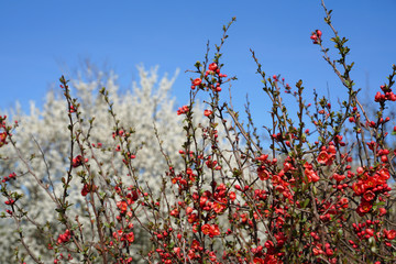 Blühende Zierquitte Chaenomeles