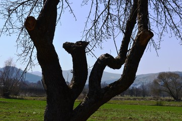 Fototapeta na wymiar tree with curved branches