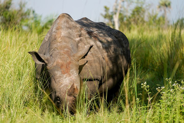 Naklejka na ściany i meble Rhino and baby rhino in Uganda