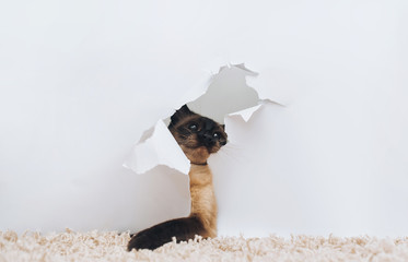 Impudent and playful cat on a white background made a hole. A pet is played with paper. Threat, anger, revenge, observation, jealousy and resentment. Funny photo.