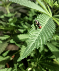 Fly on a cannabis leaf close up