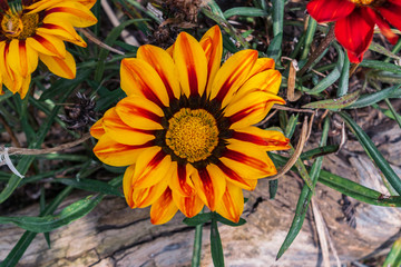 Close up of a beautiful yellow flower