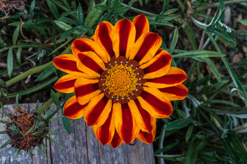 Close up of a beautiful orange flower