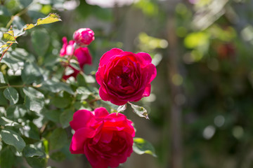 Colorful Pink Red Yellow White Rose and Flowers
