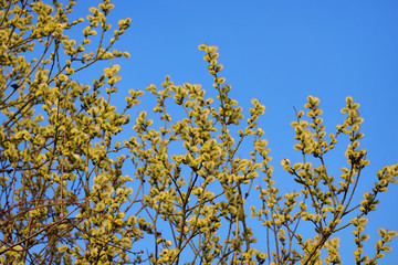 Willow in the bloom on the bright blue sky