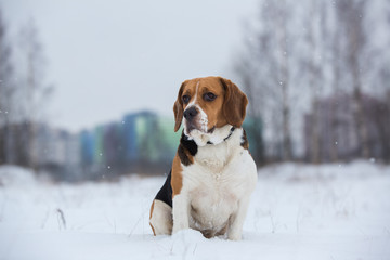 Portrait of a Beagle dog in winter, cloudy day
