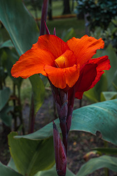Orange platanillo flower