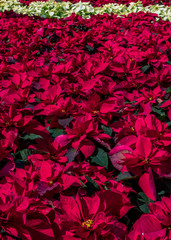 Red poinsettias background
