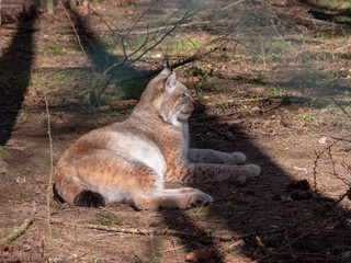 Luchs