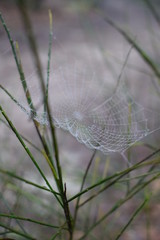 Nest
