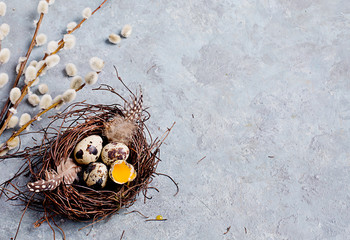 Naklejka na ściany i meble Quail Easter eggs on grey background with willow branch