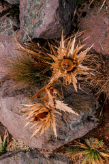 Snow roses background