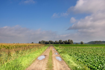 Landscape near Ossendrecht