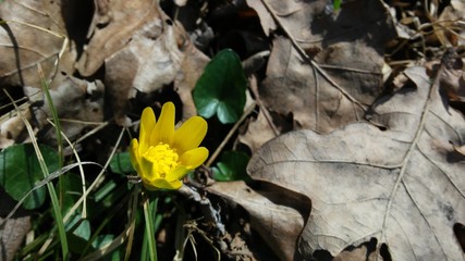 yellow flower