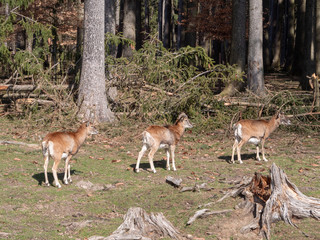 Goat and deer standing together