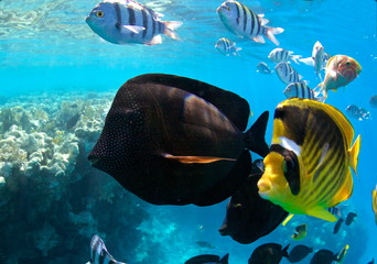 Underwater World of the Red Sea