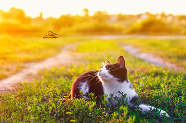 portrait of a cute kitten lying in the grass in a Sunny meadow and looking at a beautiful flying...