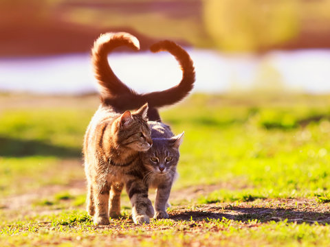 Silhouette of Two Cats with Tails Intertwined in Heart Shape