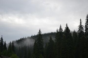 foggy morning in the forest