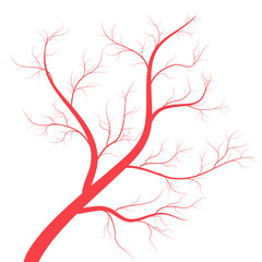 Human veins, red blood vessels design on white backgroun. Vector illustration