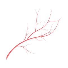 Human veins, red blood vessels design on white backgroun. Vector illustration