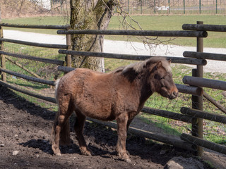 pony