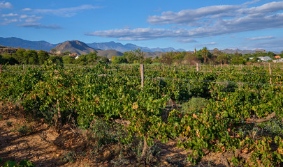 Fototapeta na wymiar Vineyard seen from street with Swarzberg mountaing range and village of Calitzdorp in background in late afternoon sun