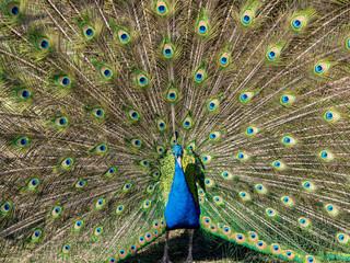 Obraz premium Peacock showing off