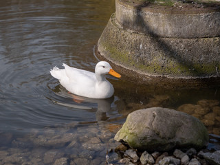 Duck is swimming