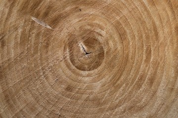 Naklejka premium texture of wood, natural structure