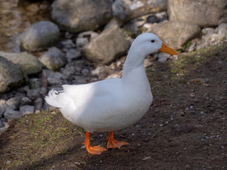 Duck is standing