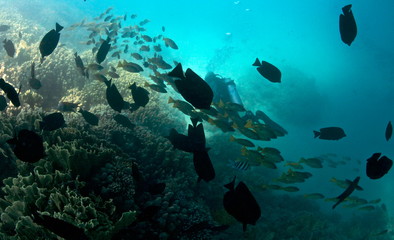 Fototapeta na wymiar Underwater World of the Red Sea