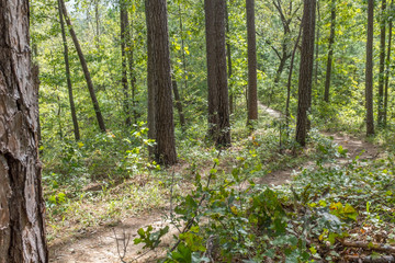 path in the forest