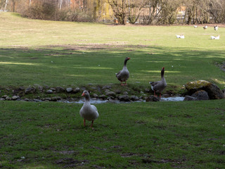 Snow goose family