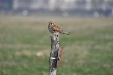 A mice buzzard on a wooden pole.