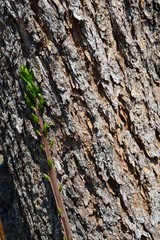 The plant grows along the tree