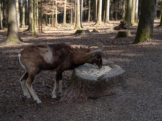 Goat eats