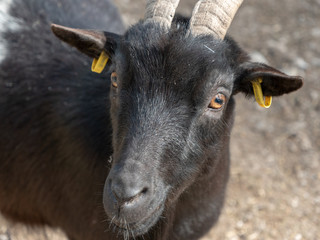 Fototapeta premium Portrait einer Ziege