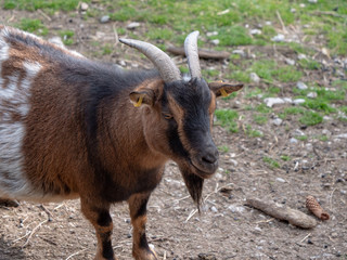 Fototapeta premium Ziege