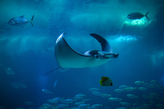 Devil fish (Mobula mobular)