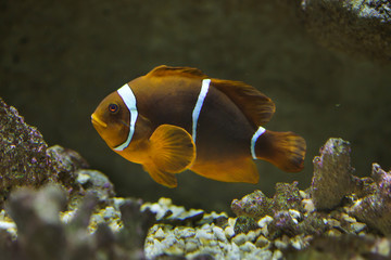 Spine-cheeked anemonefish (Premnas biaculeatus)