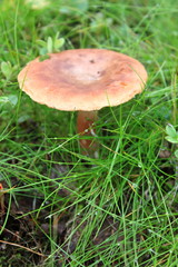 Russula sanguinea mushroom