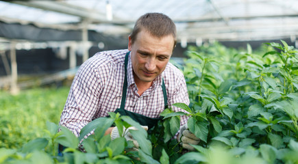 Worker controlling quality of jute