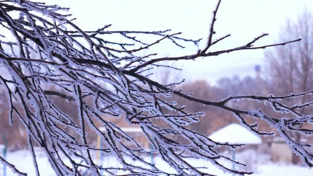 Tree branch are covered with snow in a winter day against the background of the playground