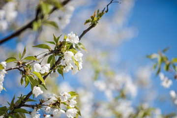 White blossoms of an apple tree and blue sky. Springtime concept.